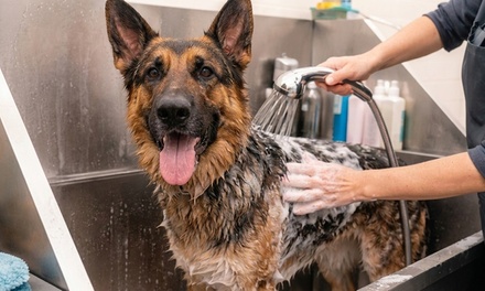 Nail Clipping - Custom Canine Unlimited LLC
