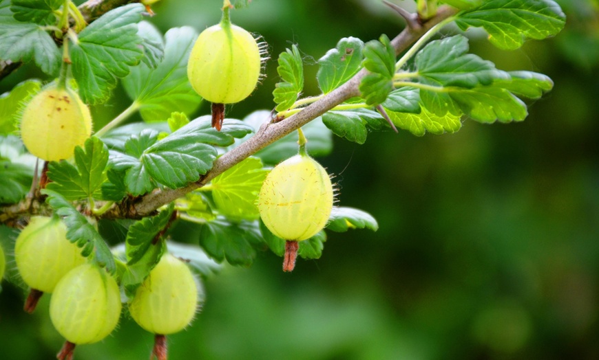 Image 1: Pack de grosellas a elegir de Gardenzo