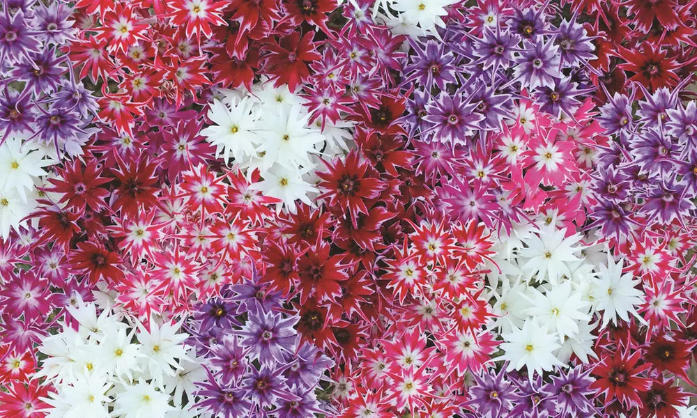 15 or 30 Phlox Pop Stars Plug Plants - Primary Image