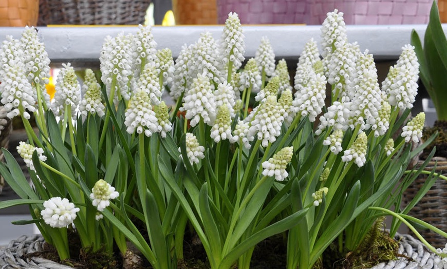 Image 1: 30 or 60 Grape Hyacinth Muscari 'Album' Spring Flowering Bulbs