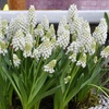 Image 1: 30 or 60 Grape Hyacinth Muscari 'Album' Spring Flowering Bulbs