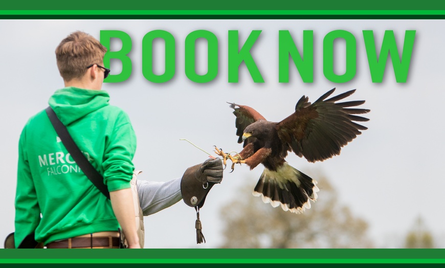 Image 9: Experience the Thrill: Two-Hour Birds of Prey Adventure for 1, 2, or 4