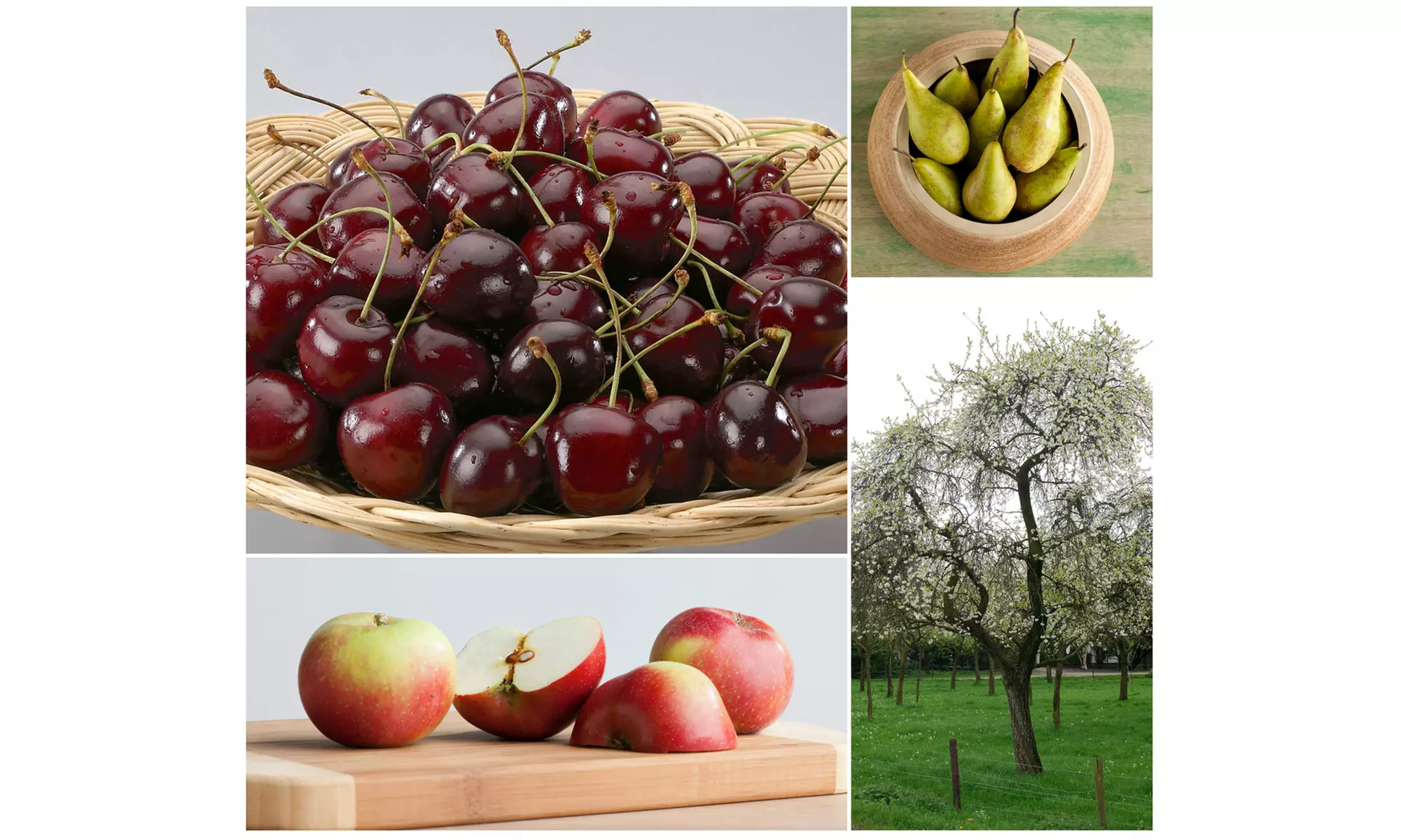 Set van 3 fruitbomen