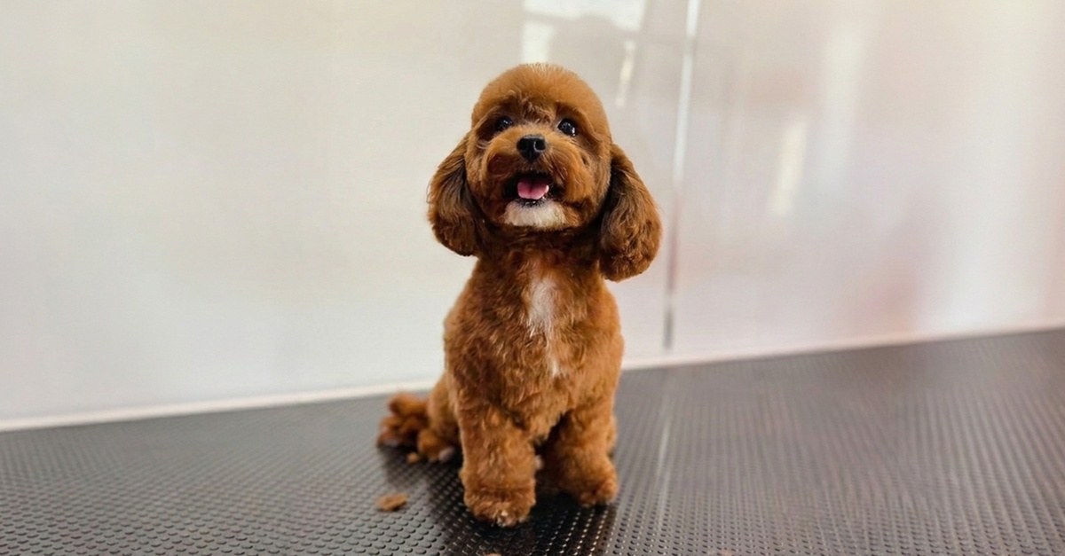 Mobile Pet Grooming At Your Doorstep: Hassle-free Care For All Pets Mobile Pet Grooming At Your Doorstep: Hassle-free Care For All Pets