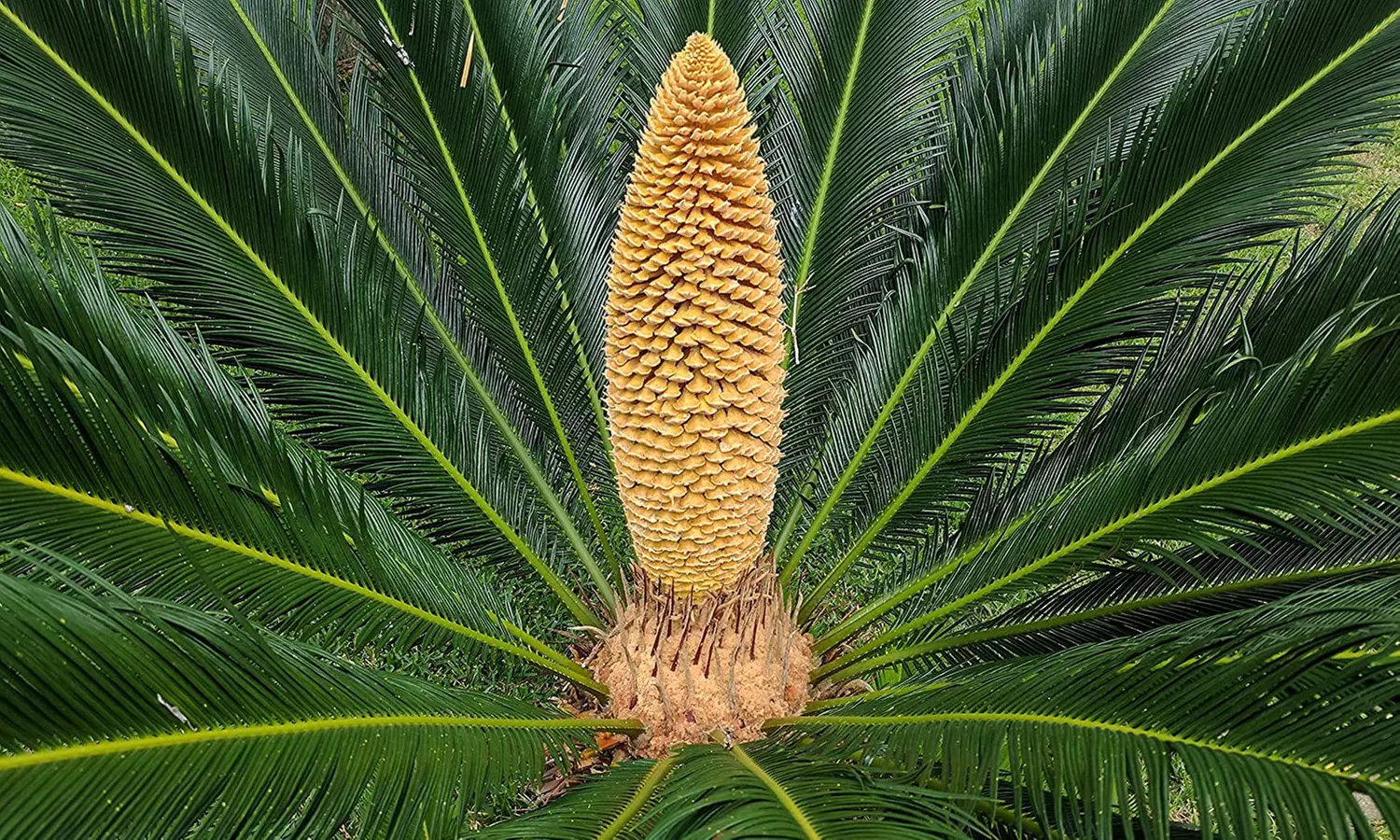 Cyca japonesa de tamaño normal o grande con maceta, de Gardenzo