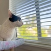 Image 4: 1, 3 or 5 Overnight Dog Boarding Stays for One Dog or Cat or Two Dogs