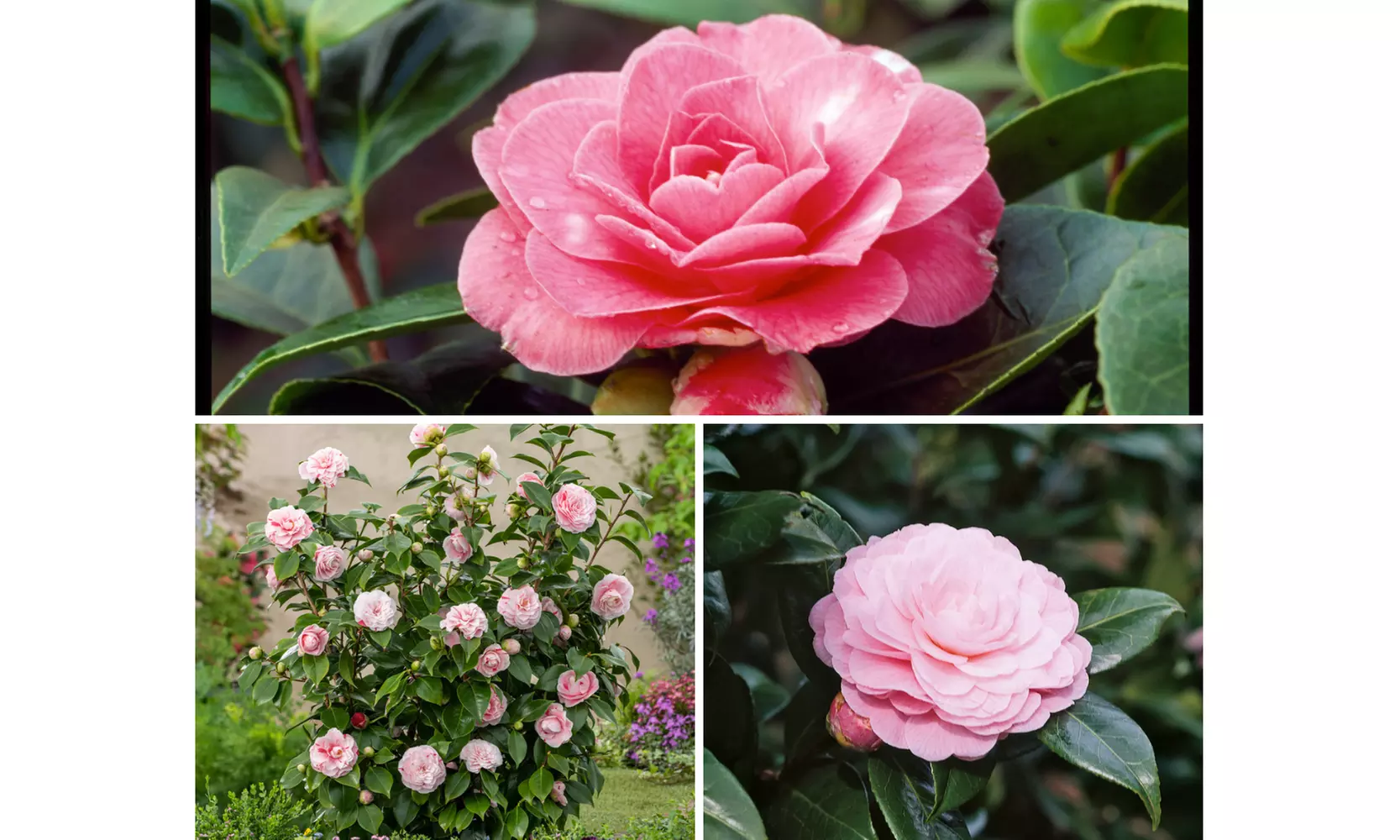 1 oder 2 japanische Rosen-Sträucher "Camellia japonica" XL in Farbe nach Wahl - Primary Image