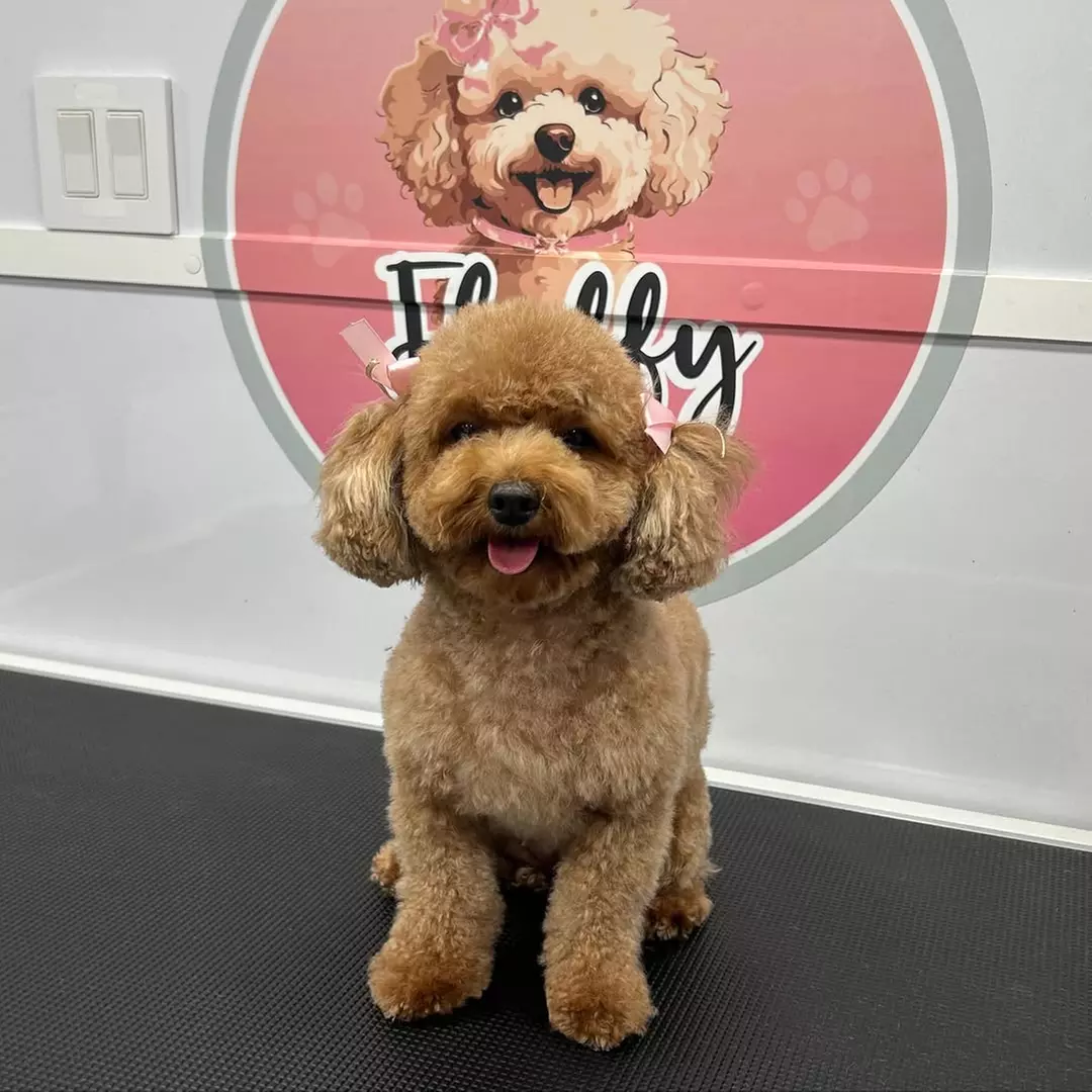 Get a Full Bath + Deshedding, One Full Groom or Full Teeth Cleaning