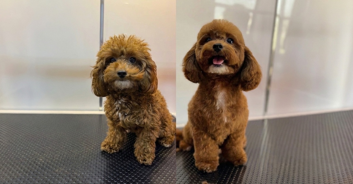 Mobile Pet Grooming At Your Doorstep: Hassle-free Care For All Pets Mobile Pet Grooming At Your Doorstep: Hassle-free Care For All Pets
