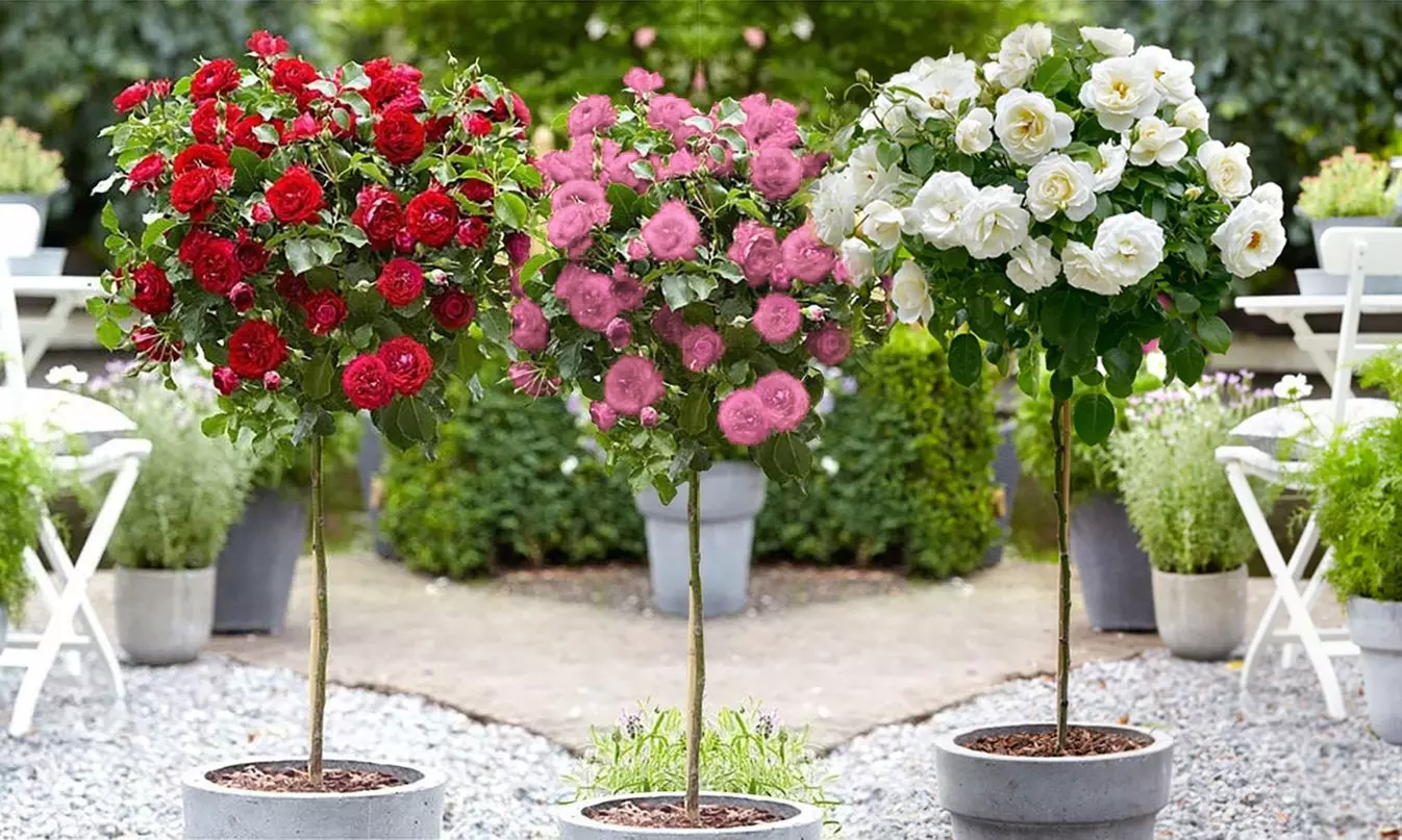 Semis de buissons de roses XXL dans divers coloris