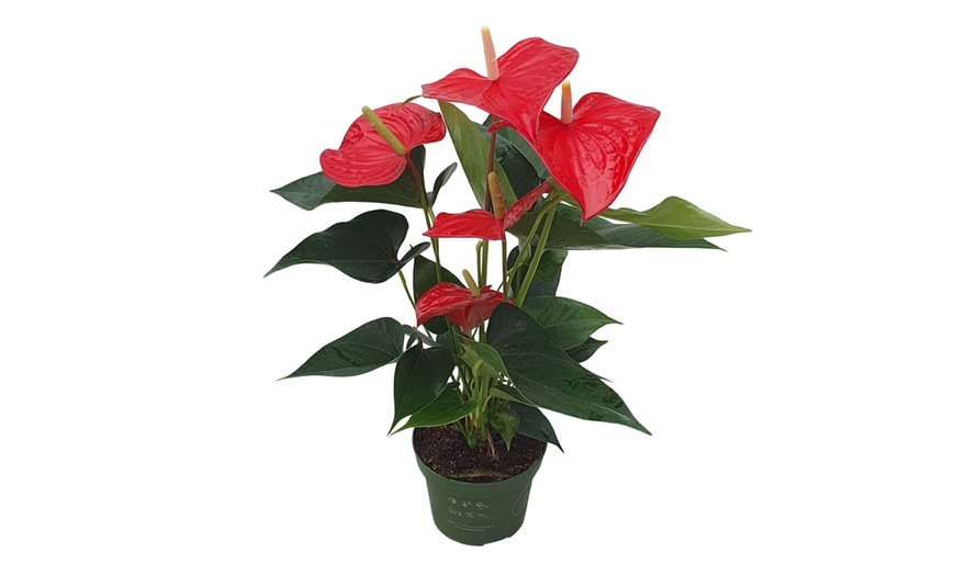 Image 12: Rootz Flamingoblume (Anthurium) 