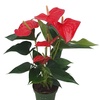Image 12: Rootz Flamingoblume (Anthurium) 