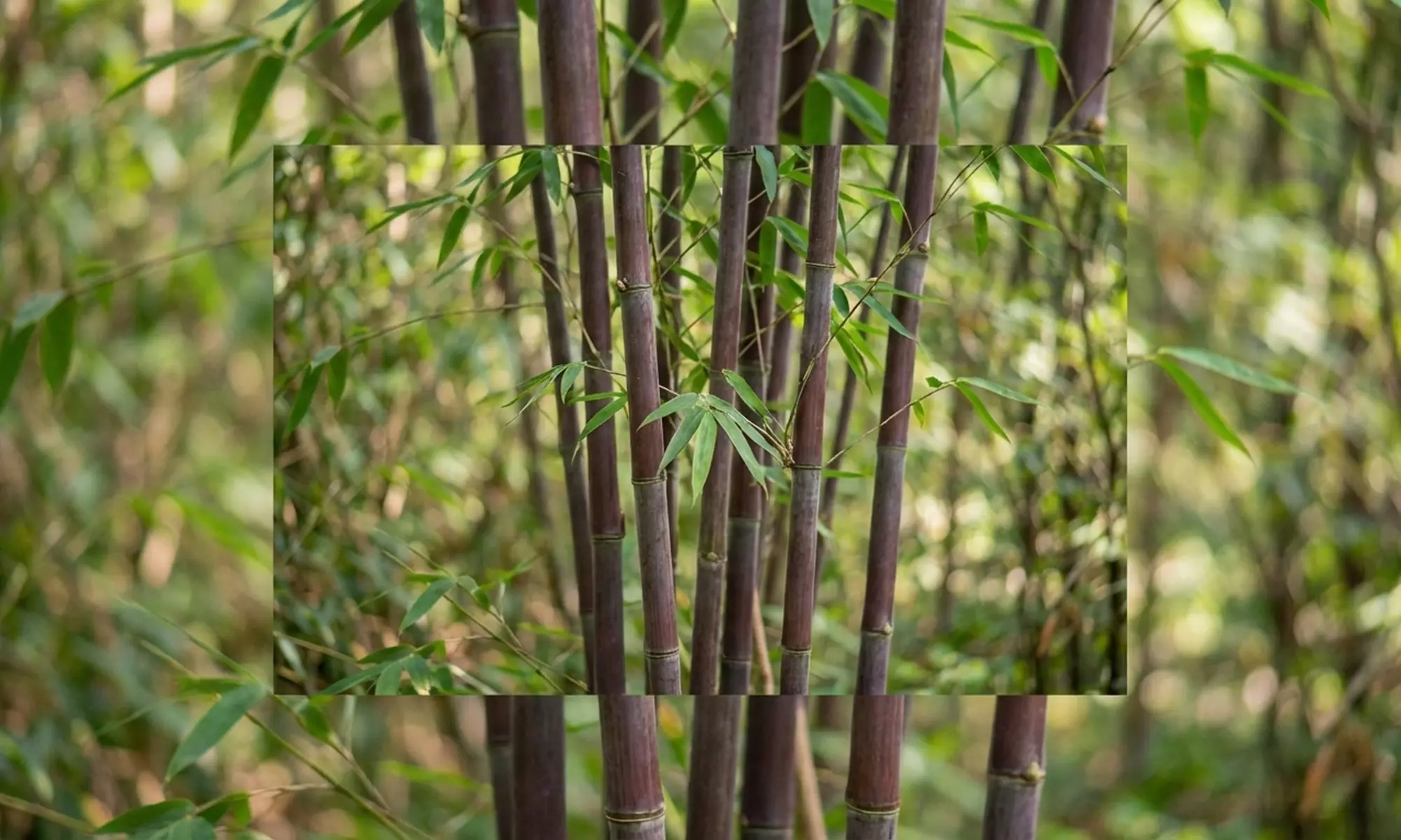 1 o 2 plantas de Fargesia Red Dragon