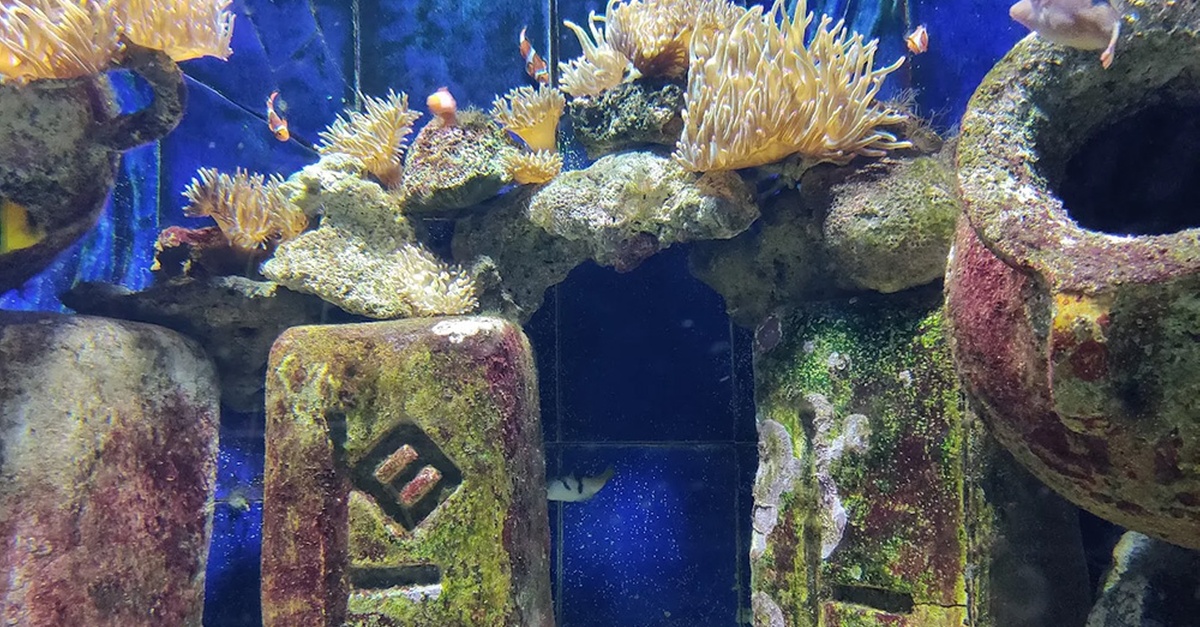Explore The Lost World Aquarium – Entry For Kids, Adults & Families Explore The Lost World Aquarium – Entry For Kids, Adults & Families