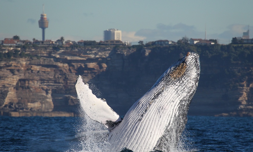 Image 5: Join Whale Watching Sydney for a 2-Hour Express Whale Watching Cruise