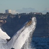 Image 5: Join Whale Watching Sydney for a 2-Hour Express Whale Watching Cruise