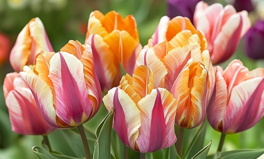Image 3: 30x oder 60x Tulpen-Blumenzwiebel „Flaming Beauty“