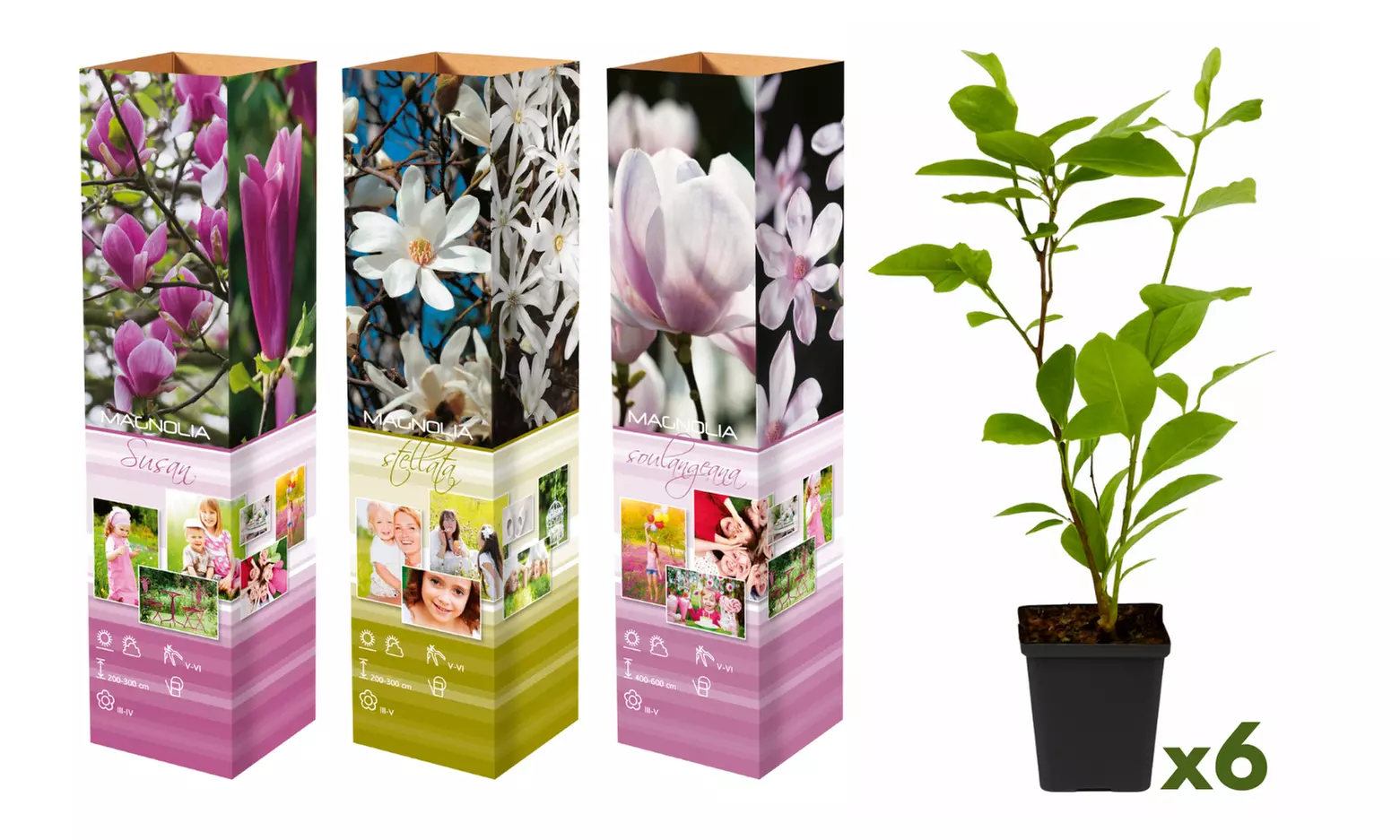 3x oder 6x Set Magnolien - Second Medium