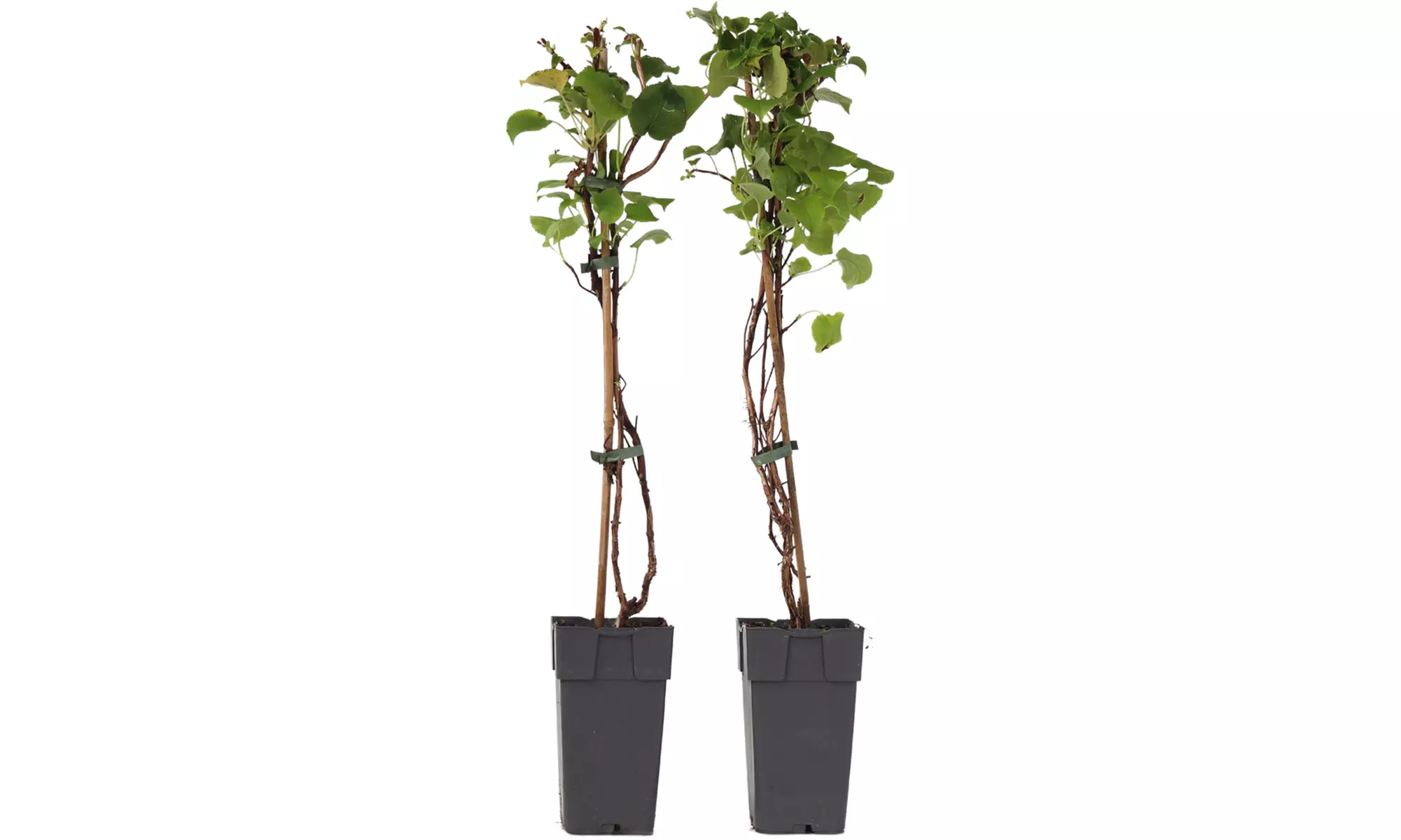 2er-Set Kletter-Hortensie