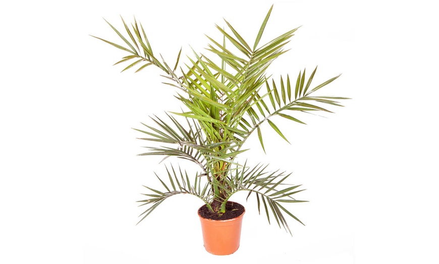 Image 2: Phoenix canariensis 'Canary Island Date Palm'