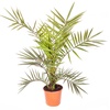 Image 2: Phoenix canariensis 'Canary Island Date Palm'