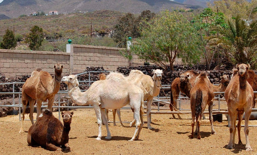 Image 10: Paseo a camello para 2 o 3 personas en Camel Park