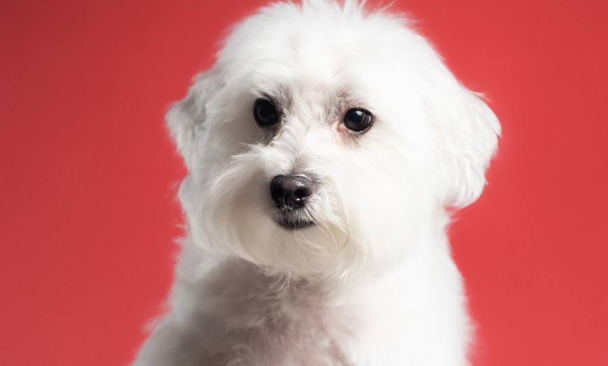 Image 5: 30-Min Pet Photoshoot – Solo or with Owner + Photo Package Included
