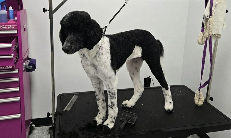 Pet Grooming Near Me - Pet Grooming Discounts & Coupons I Groupon