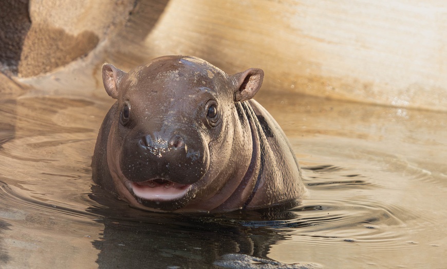 Image 17: Save on Admission to Wildlife World Zoo, Aquarium & Safari Park