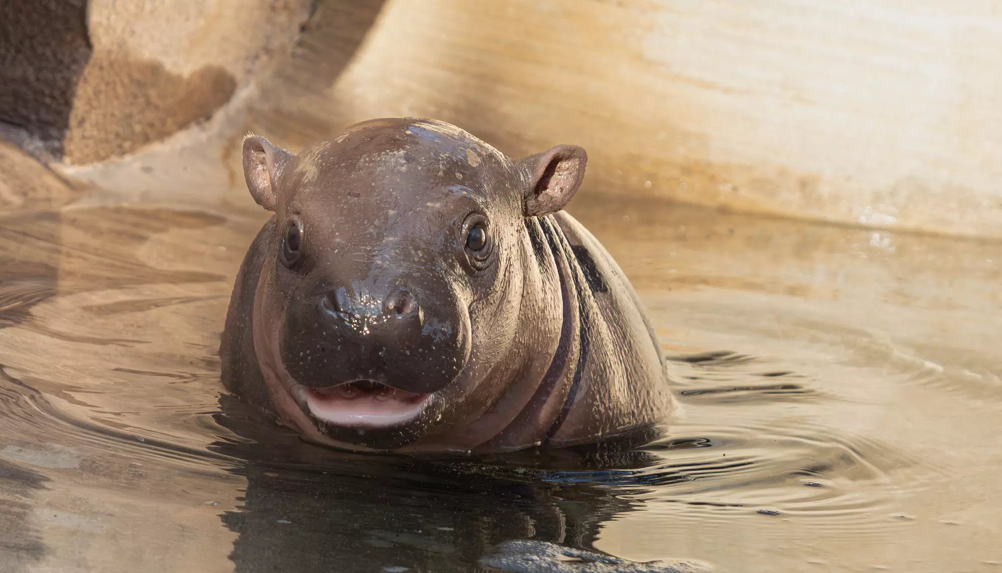 Wildlife World Zoo Discount Tickets & Aquarium Deals