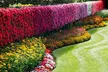 60 or 120 Mixed Summer Bedding Plants - Image 2