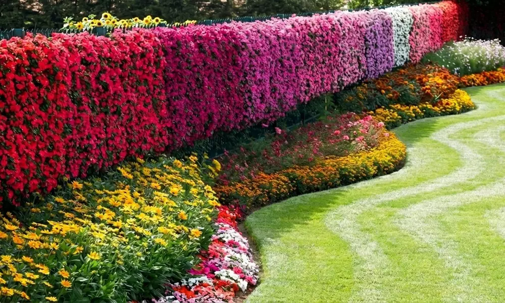 60 or 120 Mixed Summer Bedding Plants