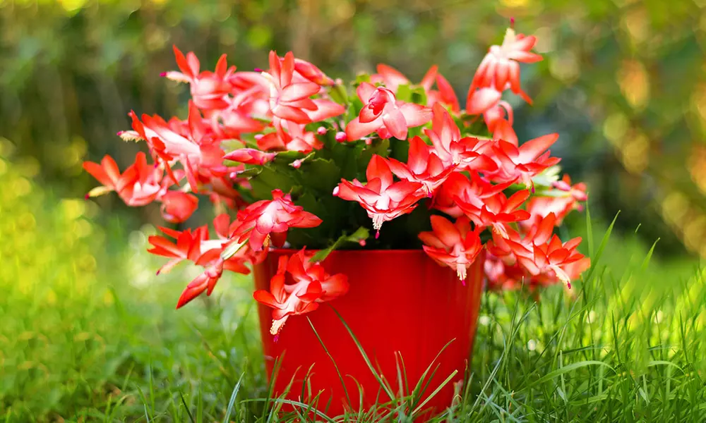 Candy Cane Christmas Cactus Potted Plant - Primary Image