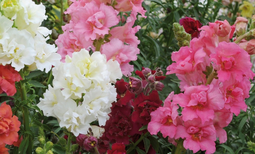 Image 2: 10 or 20 Antirrhinum 'Mini Butterflies' Dwarf Snapdragon Plants