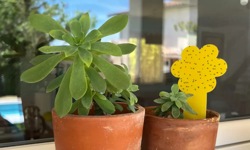 Two or Three Sets of 30-Pack Midge and fly traps