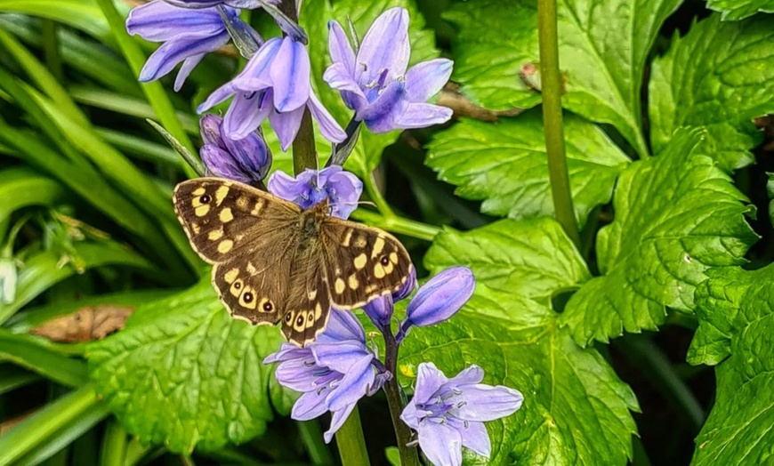 Image 2: Join the Adventure: Two or Four Person Foraging Tour Howth