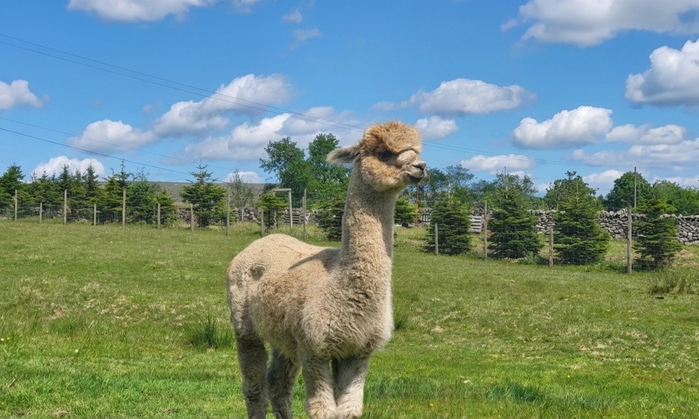Alpaca Trekking & Petting Zoo Adventure for Four