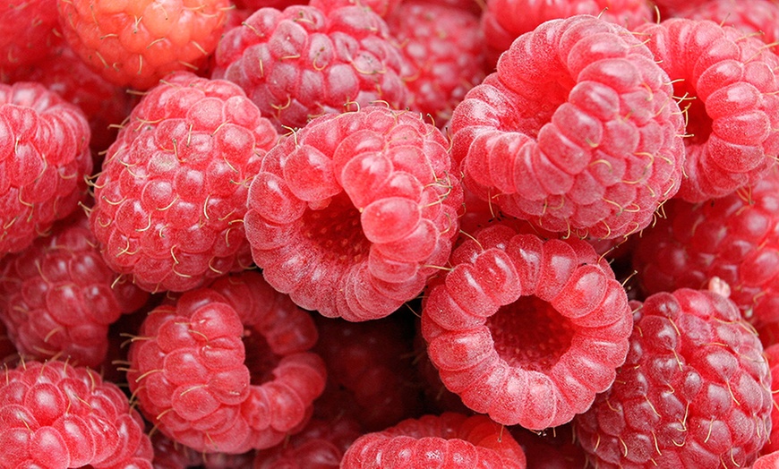 Image 2: Long Canes Raspberry 'Glen Ample'