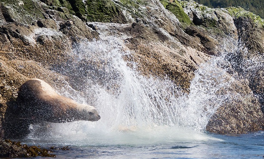 Image 3: Explore San Juan Island on a Half Day or Full Day Kayak Tour