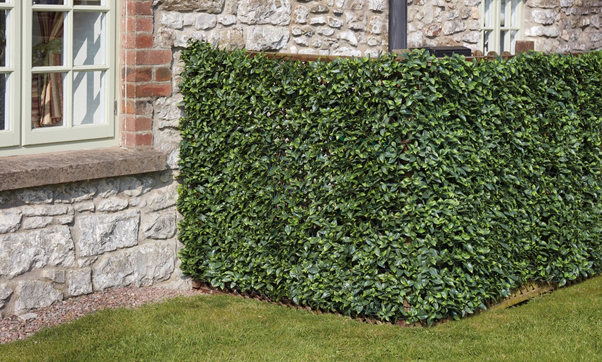 Image 6: Three or Six Meters of Rolled Ivy or Laurel Fence