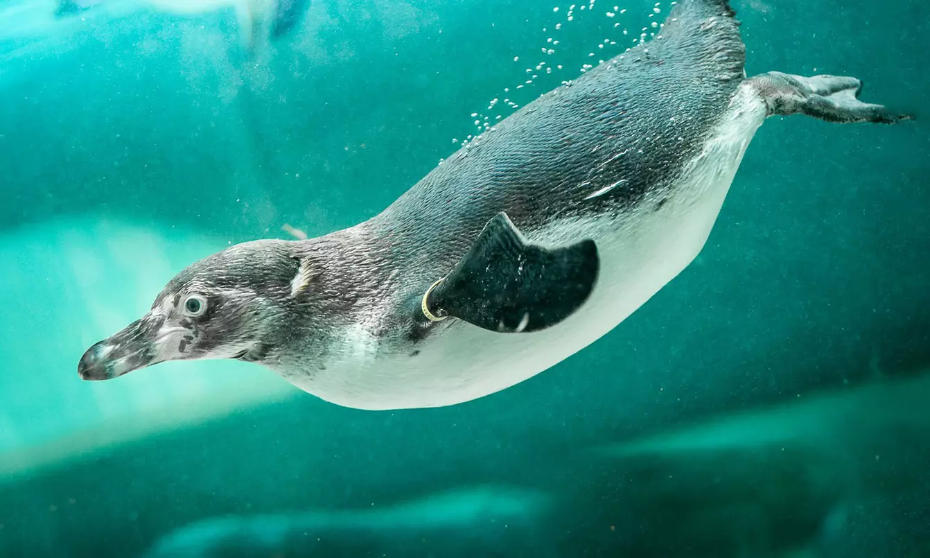 Tageskarte für 1 Erwachsenen im Zoo Dresden im Januar oder Februar '26
