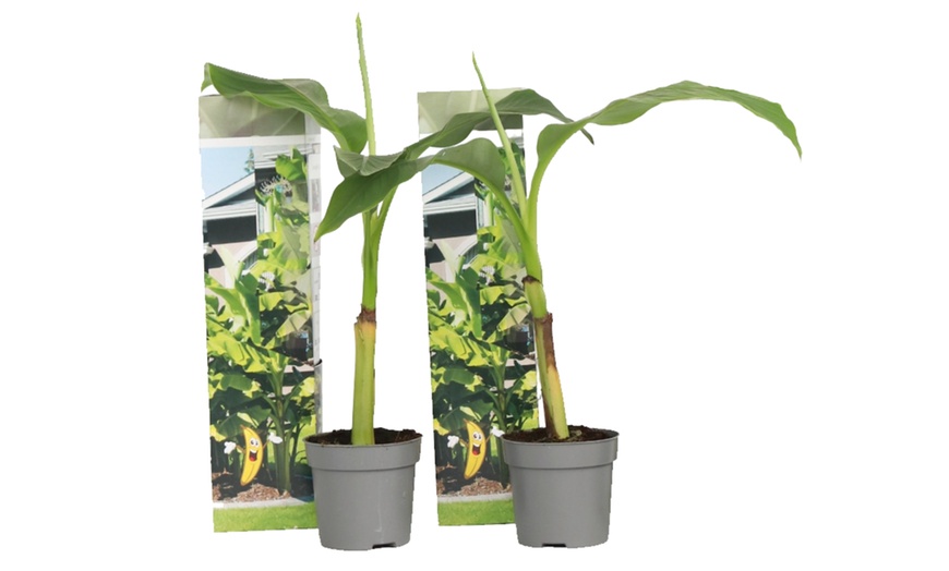Image 4: Bis zu 6x Japanische Faserbanane „Musa Basjoo“