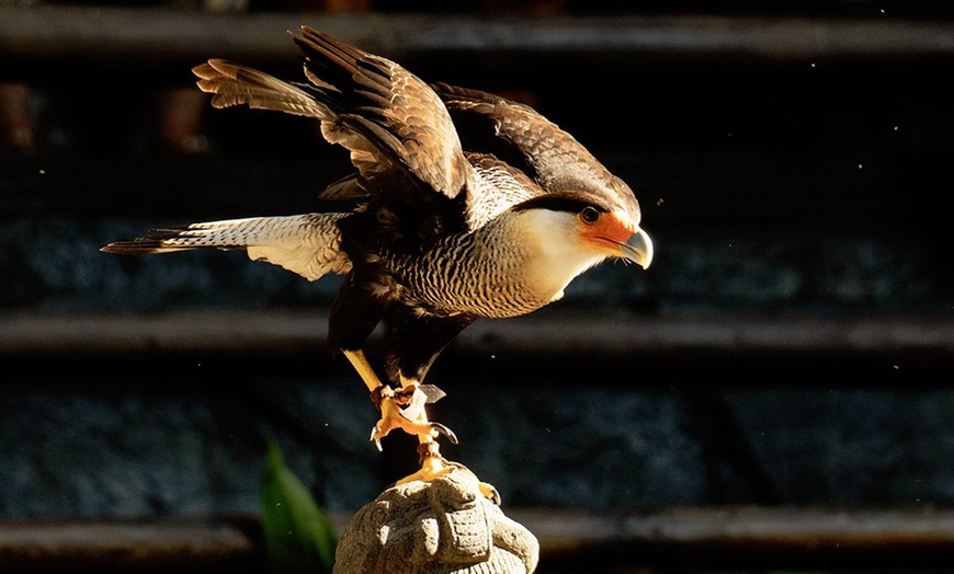 Image 10: Entrada nocturna a Bioparc Fuengirola con cena para niño o adulto