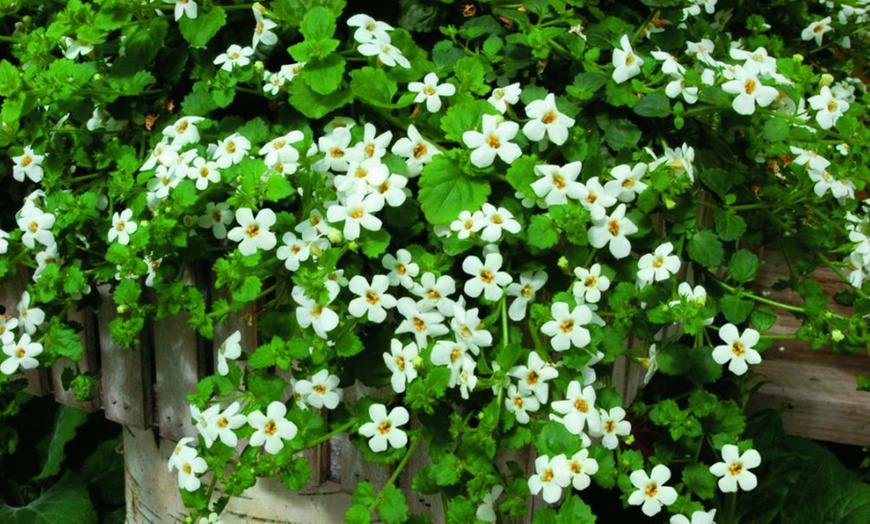 Image 2: Summer Flowering Cascading Basket Plants