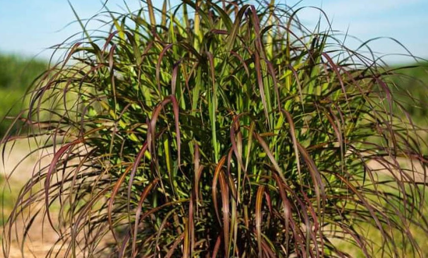 Image 3: Pack of Three Miscanthus 'Lady in Red' Plug Plants 