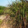 Image 3: Pack of Three Miscanthus 'Lady in Red' Plug Plants 