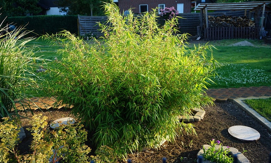 Image 4: One or Two Umbrella Bamboo 'Fargesia Rufa' Potted Plants 