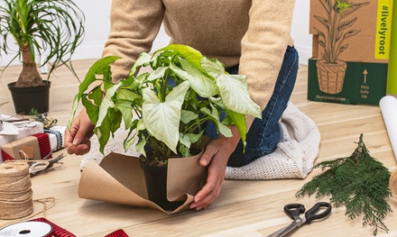 Jade Plant in Finished Planter Pot - Small - Lively Root - Small Plant Collection