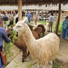 Image 2: ✈ Machu Picchu: 8-Day Peru Tour with Flights & Hotels + Llamas Visit
