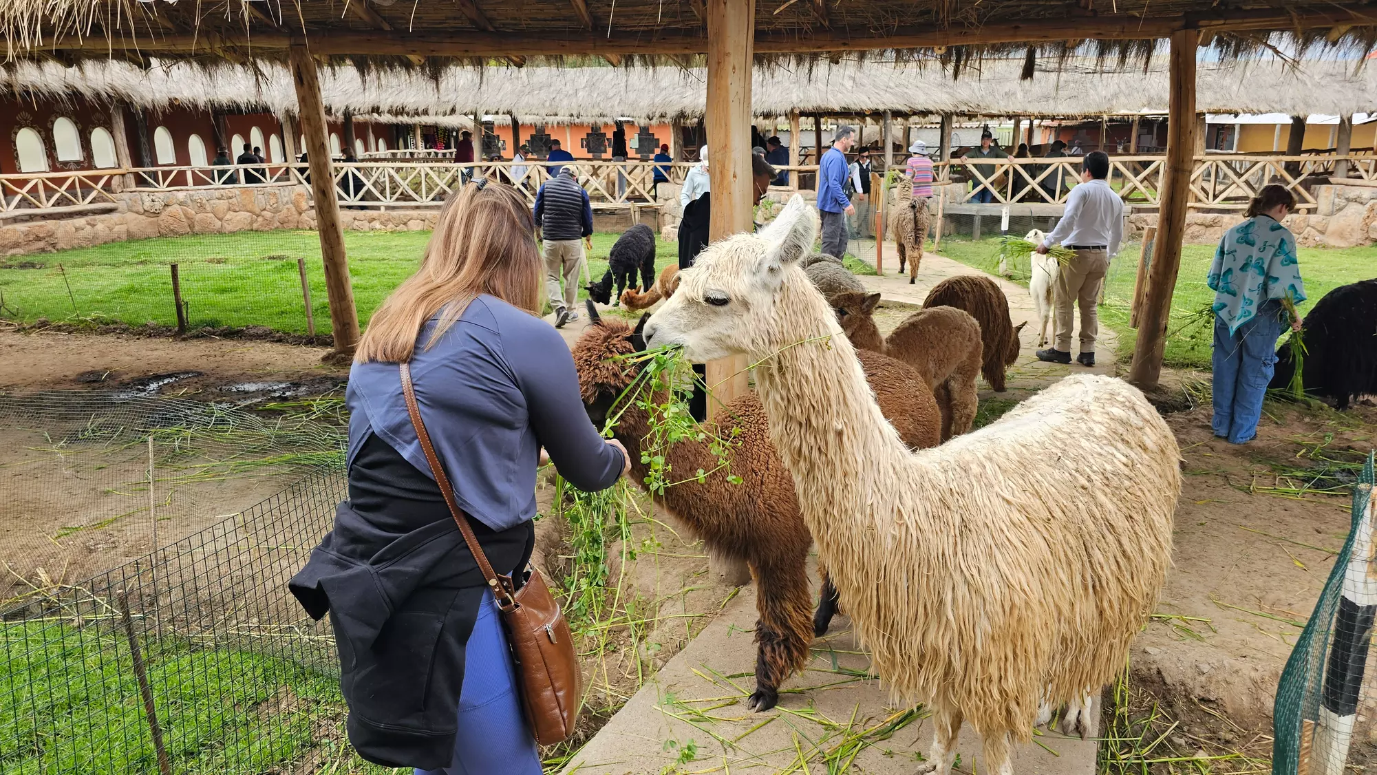 ✈ Machu Picchu: 8-Day Peru Tour with Flights & Hotels + Llamas Visit